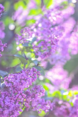 Eflatun Menekşe tonlama, güneş ışığı altında çiçek açması Lila, mor çiçekler ile kopya alanı, kartpostal için boş arka plan, Festival buket bulanık