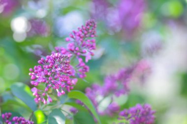 Eflatun Menekşe tonlama, güneş ışığı altında çiçek açması Lila, mor çiçekler ile kopya alanı, kartpostal için boş arka plan, Festival buket bulanık