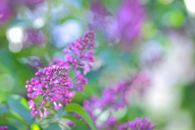 Eflatun Menekşe tonlama, güneş ışığı altında çiçek açması Lila, mor çiçekler ile kopya alanı, kartpostal için boş arka plan, Festival buket bulanık