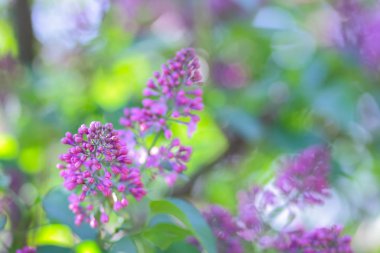 Eflatun Menekşe tonlama, güneş ışığı altında çiçek açması Lila, mor çiçekler ile kopya alanı, kartpostal için boş arka plan, Festival buket bulanık