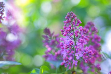 Eflatun Menekşe tonlama, güneş ışığı altında çiçek açması Lila, mor çiçekler ile kopya alanı, kartpostal için boş arka plan, Festival buket bulanık