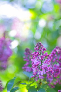 Eflatun Menekşe tonlama, güneş ışığı altında çiçek açması Lila, mor çiçekler ile kopya alanı, kartpostal için boş arka plan, Festival buket bulanık
