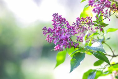 Eflatun Menekşe tonlama, güneş ışığı altında çiçek açması Lila, mor çiçekler ile kopya alanı, kartpostal için boş arka plan, Festival buket bulanık