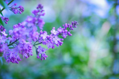 Eflatun Menekşe tonlama, güneş ışığı altında çiçek açması Lila, mor çiçekler ile kopya alanı, kartpostal için boş arka plan, Festival buket bulanık