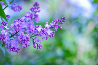 Eflatun Menekşe tonlama, güneş ışığı altında çiçek açması Lila, mor çiçekler ile kopya alanı, kartpostal için boş arka plan, Festival buket bulanık