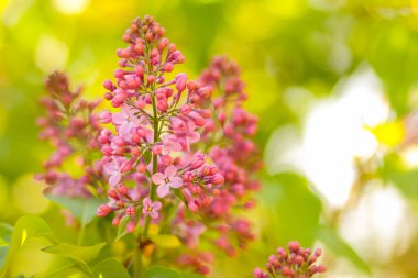 Sıcak renkler, güneş ışığı, çiçek açan Lila lila mor kopya alanı, kartpostal için boş ile bulanık arka plan, Festival buket çiçekler