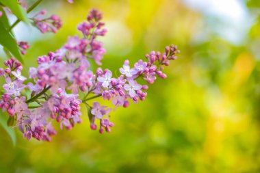 Sıcak renkler, güneş ışığı, çiçek açan Lila lila mor kopya alanı, kartpostal için boş ile bulanık arka plan, Festival buket çiçekler