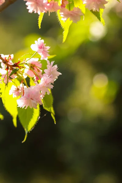 Florecientes Ramas Cerezo Sol Flores Rosadas Sobre Fondo Borroso Una — Foto de Stock