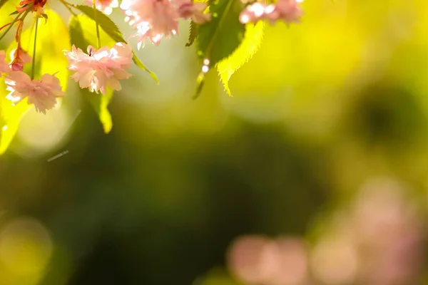 Flowering Cherry Branches Sun Pink Flowers Blurred Background Sunny Morning — Stock Photo, Image