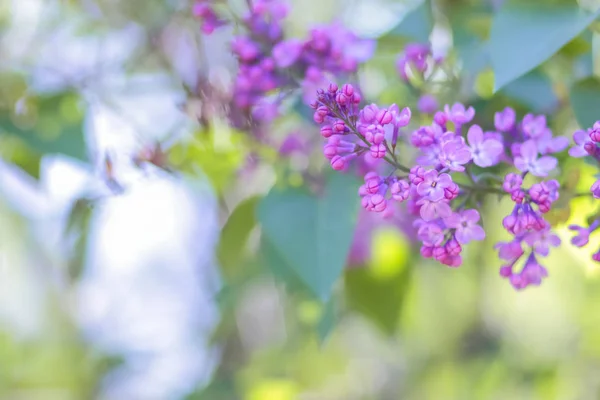 紫色调的丁香 在阳光下绽放的丁香 紫色的花朵与复制的空间 空白的明信片 模糊的背景 喜庆的花束 — 图库照片