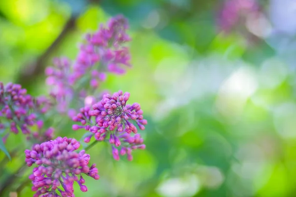 Lilac Violet Toning Blossoming Lilac Sunlight Purple Flowers Copy Space — Stock Photo, Image