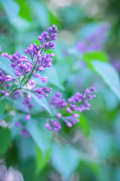 Lilac Violet Toning Blossoming Lilac Sunlight Purple Flowers Copy Space — Stock Photo, Image