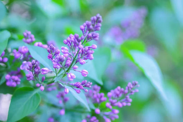 Lilás Tonificação Violeta Lilás Florescente Luz Sol Flores Roxas Com — Fotografia de Stock