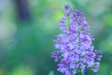 Eflatun Menekşe tonlama, güneş ışığı altında çiçek leylak, mor çiçekler kopya alanı, kartpostal için boş ile bulanık arka plan, Festival buket, sanat