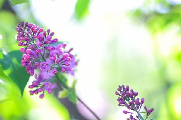 Lilac Violet Toning Blooming Lilac Sunlight Purple Flowers Copy Space — Stock Photo, Image