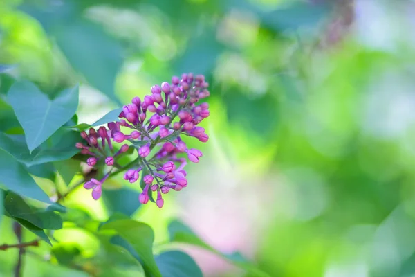 Lilac Violet Toning Blooming Lilac Sunlight Purple Flowers Copy Space — Stock Photo, Image