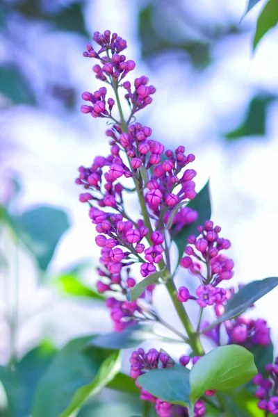 Lilás Tonificação Violeta Floração Lilás Luz Solar Flores Roxas Com — Fotografia de Stock