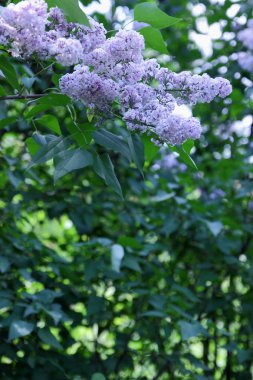 Bahar bahçe çiçek leylak, çiçeklerle bir bulanık arka planda, Botanik Bahçesi odakta dışında tasarımcı, yeşil yaprakları için boş alanı, Mor Lila kopyalama