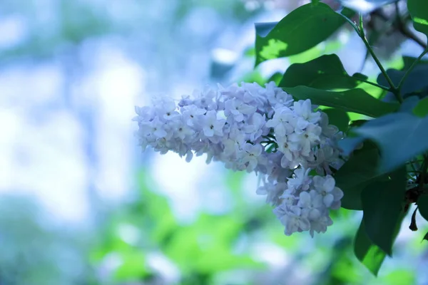 Floração Lilás Jardim Primavera Flores Com Espaço Cópia Lilás Roxo — Fotografia de Stock