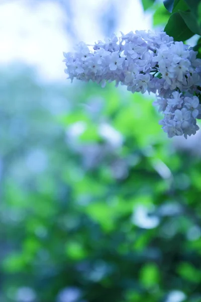 Blooming Lilac Spring Garden Flowers Copy Space Purple Lilac Blurred — Stock Photo, Image