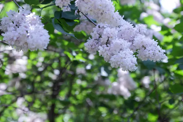 Jarní Zahradě Kvetoucí Šeřík Květy Kopírovat Prostor Fialové Lila Rozostřeného — Stock fotografie