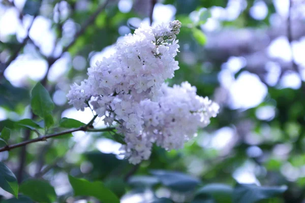 Blühender Flieder Frühlingsgarten Blumen Mit Kopierraum Lila Flieder Auf Unscharfem — Stockfoto