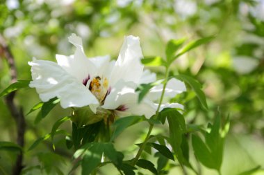 Bahar bahçe beyaz peonies çiçek açan, çiçeklerle alanı kopyalayın, Botanik Bahçesi odakta dışında şakayık bulanık bir arka planda, tasarımcı için yeşil boş bırakır