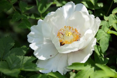 Bahar bahçe beyaz peonies çiçek açan, çiçeklerle alanı kopyalayın, Botanik Bahçesi odakta dışında şakayık bulanık bir arka planda, tasarımcı için yeşil boş bırakır