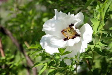 Bahar bahçe beyaz peonies çiçek açan, çiçeklerle alanı kopyalayın, Botanik Bahçesi odakta dışında şakayık bulanık bir arka planda, tasarımcı için yeşil boş bırakır