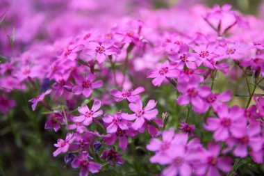 Çiçekli verbena bahar bahçe, desen ile küçük pembe çiçek, pembe verbena bulanık arka plan, designer, Botanik Bahçesi, kartpostal tatil için boş üzerinde