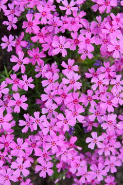 Çiçekli verbena bahar bahçe, desen ile küçük pembe çiçek, pembe verbena bulanık arka plan, designer, Botanik Bahçesi, kartpostal tatil için boş üzerinde