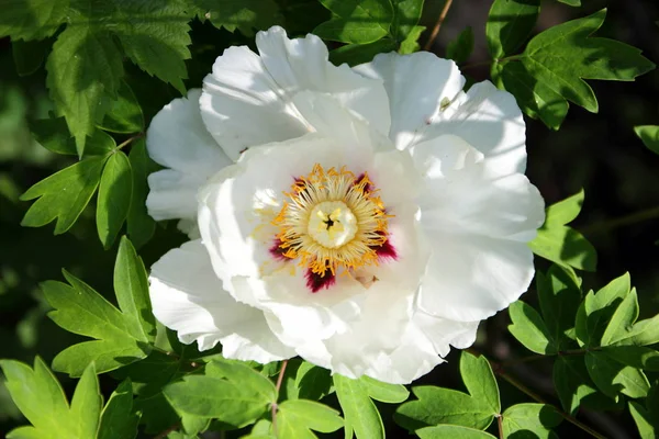 Blommande Vita Pioner Trädgården Våren Blommor Med Kopiera Utrymme Pion — Stockfoto