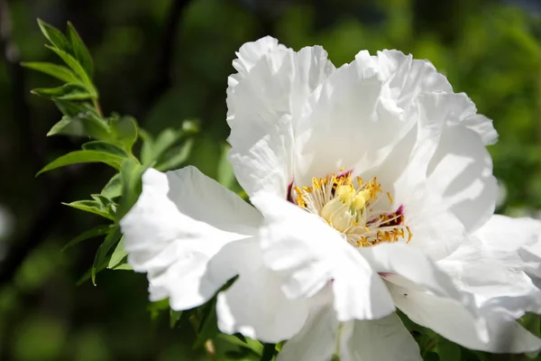 Kwitną Piwonie Biały Ogrodzie Wiosenne Kwiaty Kopiować Miejsca Piwonia Niewyraźne — Zdjęcie stockowe