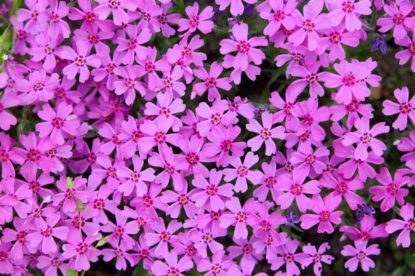 Blühendes Eisenkraut Frühlingsgarten Muster Mit Kleinen Rosafarbenen Blüten Rosafarbenes Eisenkraut — Stockfoto