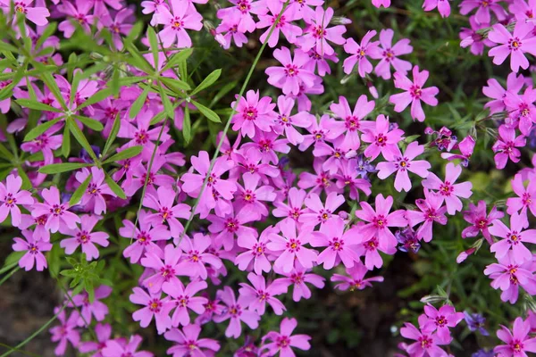 Verbena Fiorita Nel Giardino Primaverile Motivo Con Piccoli Fiori Rosa — Foto Stock