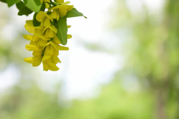 开花黄相思在一个春天的花园 一束黄色的花朵 相思花在一个模糊的背景 空白的设计师 植物园 明信片上的节日 — 图库照片