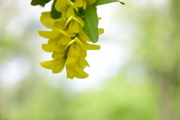 Blühende Gelbe Akazie Einem Frühlingsgarten Ein Bund Gelber Blumen Akazienblüten — Stockfoto