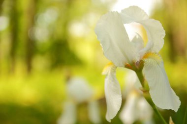 Beyaz çiçek açması Iris bir bahar bahçe, beyaz çiçekler, Iris çiçek bulanık arka plan, bir tasarımcı, Botanik Bahçesi, kartpostal bir tatil için boş üzerinde