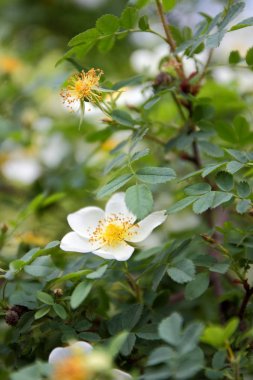 Beyaz çiçekli bahar bahçe, rose hips çiçek açması orman gül, çiçek bir ormanın bir bulanık arka planda, bir tasarımcı için boş Botanik Bahçesi, kartpostal bir tatil Gül