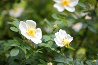 Beyaz çiçekli bahar bahçe, rose hips çiçek açması orman gül, çiçek bir ormanın bir bulanık arka planda, bir tasarımcı için boş Botanik Bahçesi, kartpostal bir tatil Gül