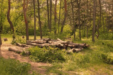 Daraltılmış çam ağaçları orman, ormansızlaşma, ağaç güverte Boyutlanmış kereste için küresel ısınma, çevre sorunları, ormanları imha sorunu