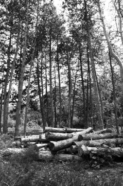 Daraltılmış çam ağaçları orman, ormansızlaşma, ağaç güverte Boyutlanmış kereste için küresel ısınma, çevre sorunları, ormanları imha sorunu