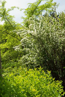 Çalılar Botanik Bahçesi, Park çeşitli bitkiler, çok çiçekli Yasemin Dallı gökyüzü, designer, Botanik Bahçesi, tatil için kart için boş çiçek açması Yasemin