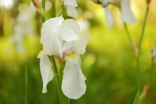 Iris Blanco Floreciente Jardín Primavera Flores Blancas Flores Iris Sobre — Foto de Stock