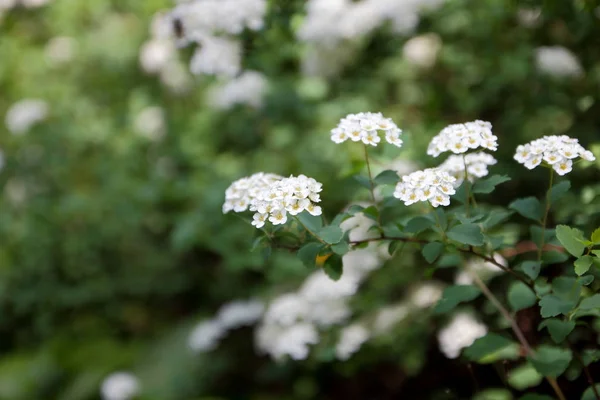 Kvetoucí Jasmín Jarní Zahrada Jasmínová Bush Bílými Květy Mnoho Bílých — Stock fotografie