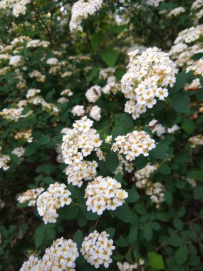 Çalılıkların üzerinde Bahçe, küçük beyaz çiçekler Rosa multiflora çiçeklenir, Botanik Bahçesi bahar, yeşil dallar ve güzel çiçekler, tasarımcı için hazırlık alanı kopyalayın