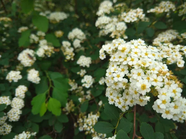 Rosa Multiflora Květiny Zahradě Malé Bílé Květy Křoví Botanická Zahrada — Stock fotografie