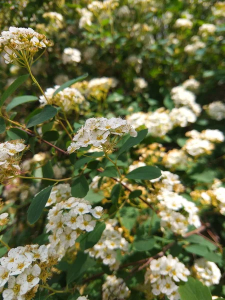 Rosa Multiflora Květiny Zahradě Malé Bílé Květy Křoví Botanická Zahrada — Stock fotografie