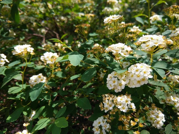 Rosa Multiflora Blommor Trädgården Små Vita Blommor Buskar Botaniska Trädgården — Stockfoto