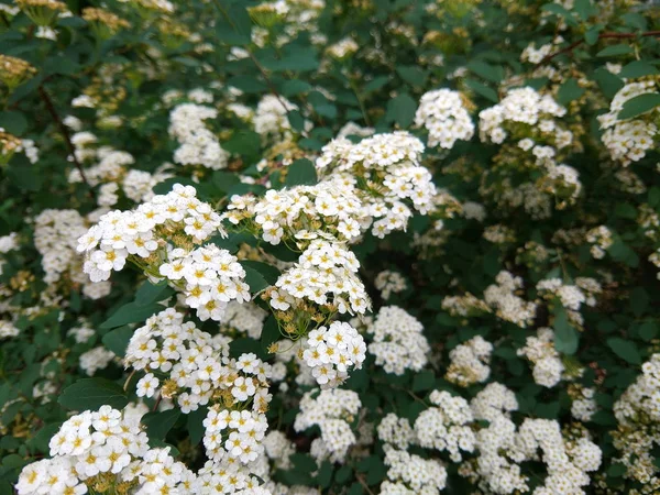 Rosa Multiflora Květiny Zahradě Malé Bílé Květy Křoví Botanická Zahrada — Stock fotografie